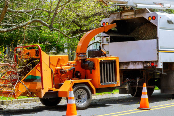 How Our Tree Care Process Works  in  Westminster, SC